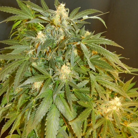 Auto Pyramid (Пирамида, Пирамид ТГК 18%)